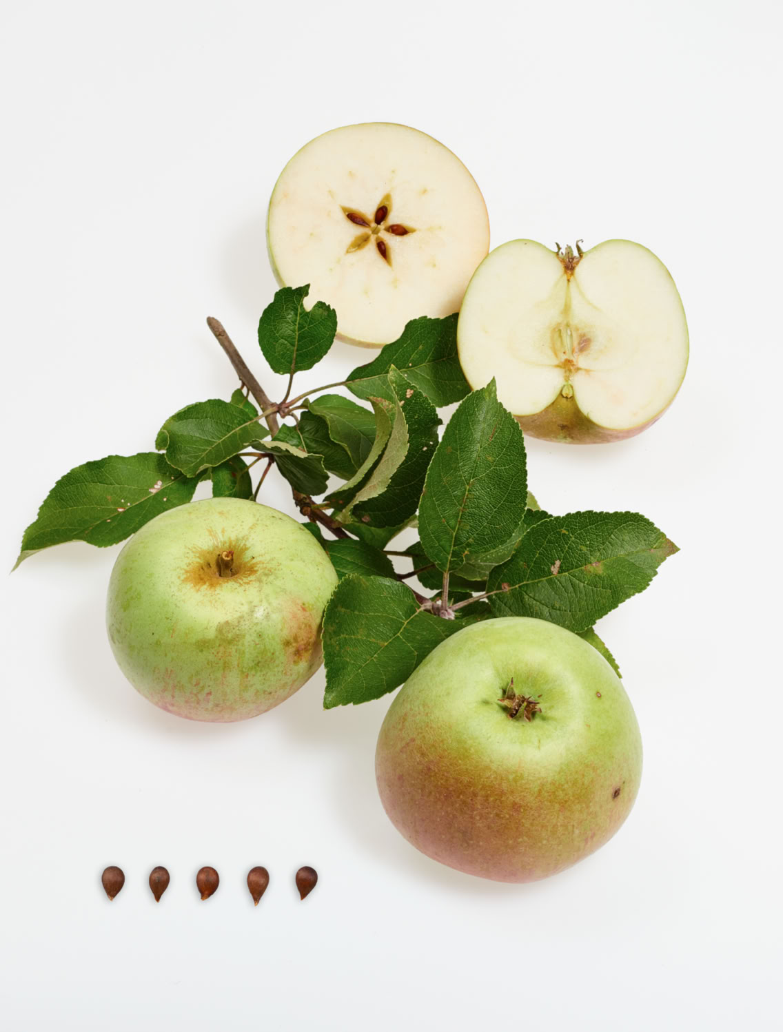 Bild aus dem Buch "Apfelsorten in Deutschland": Die Sorte "Krügers Dickstiel" mit kurzer Beschreibung.