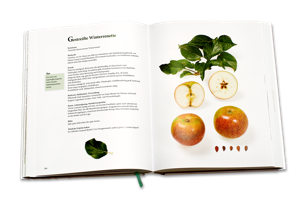 Beispielseite aus dem Buch "Apfelsorten in Deutschland": Die Gestreifte Winterrenette im Bild mit ausführlicher Sortenbeschreibung