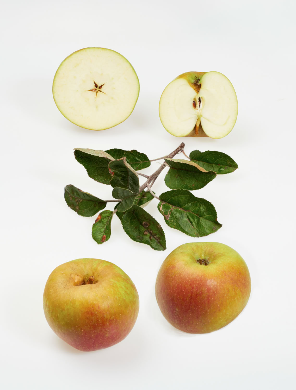 Bild aus dem Buch "Apfelsorten in Deutschland": Die Sorte "Coulons Renette" mit kurzer Beschreibung.