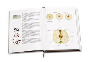 Beispielseite aus dem Buch "Apfelsorten in Deutschland": Schnittbilder mit Beschreibungsmerkmalen: Kernhaus,Gefäßbündelring,Kelchgrube, Kelchhöhle,Apfelkern,Stiel,Stielgrube,Fruchtfleisch,