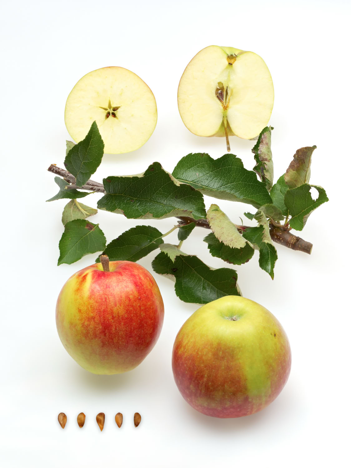 Bild aus dem Buch "Apfelsorten in Deutschland": Die Sorte "Jonagold" mit kurzer Beschreibung.